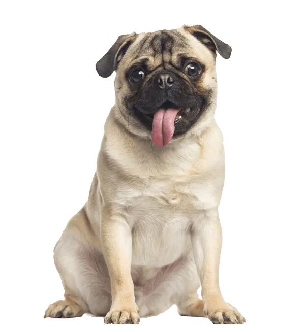 Pug with its tongue hanging out and looking hungry for some treats